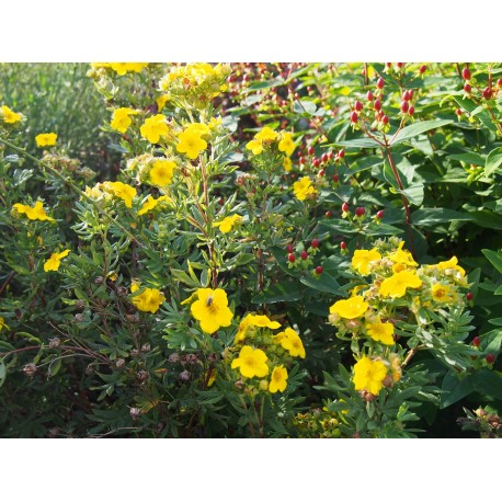 Potentilla fruticosa var. grandiflora 'Jackmann's Variety' - potentille de Jackmann