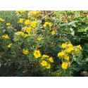 Potentilla fruticosa var. grandiflora 'Jackmann's Variety' - potentille de Jackmann