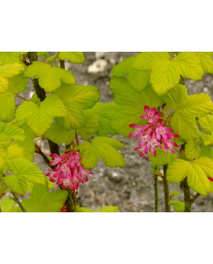 Ribes sanguineum 'Brianjou' - Groseiller fleur doré