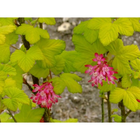 Ribes sanguineum 'Brianjou' - Groseiller fleur doré