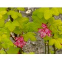 Ribes sanguineum 'Brianjou' - Groseiller fleur doré