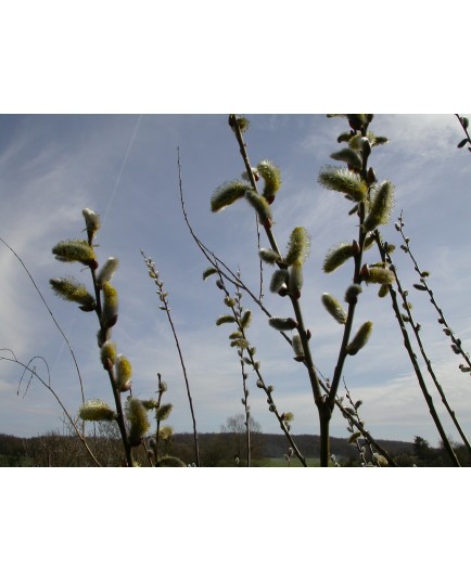 Salix aquatica 'Gigantea' - Saule géant