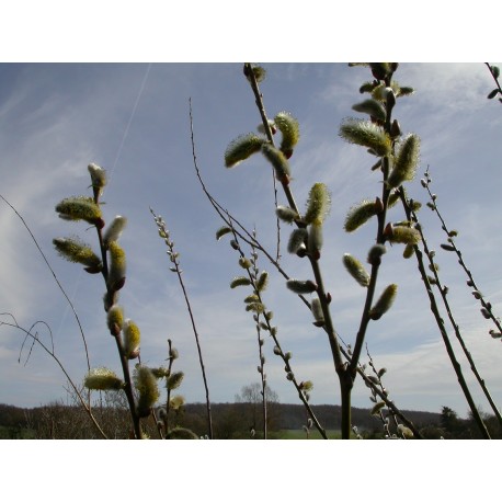 Salix aquatica 'Gigantea' - Saule géant