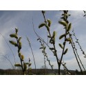 Salix aquatica 'Gigantea' - Saule géant