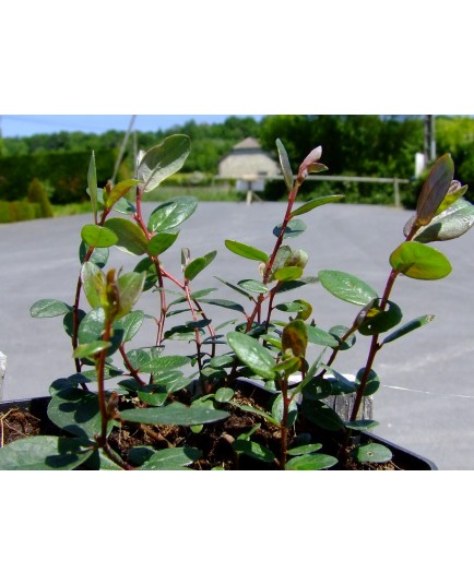 Salix finmarchica x - Saule du Finnmark