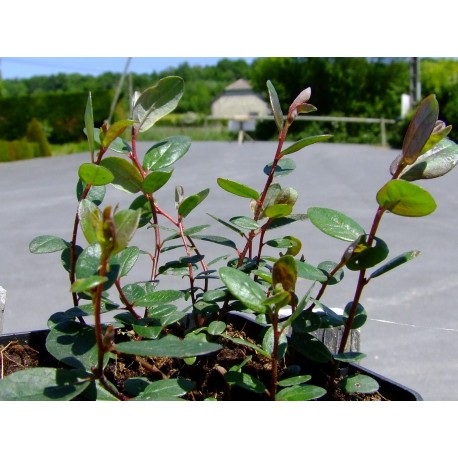 Salix finmarchica x - Saule du Finnmark