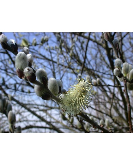 Salix hookeriana - Saule de Hooker