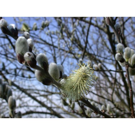 Salix hookeriana - Saule de Hooker