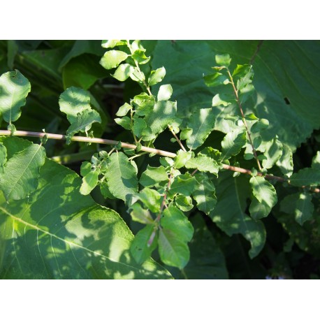 Salix multinervis x - saule à nervures nombreuses