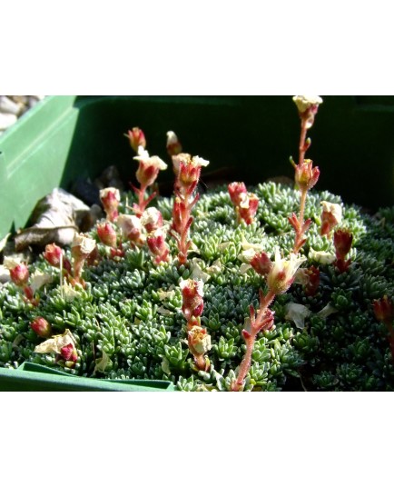 Saxifraga 'Peach Blossom'- Saxifrage