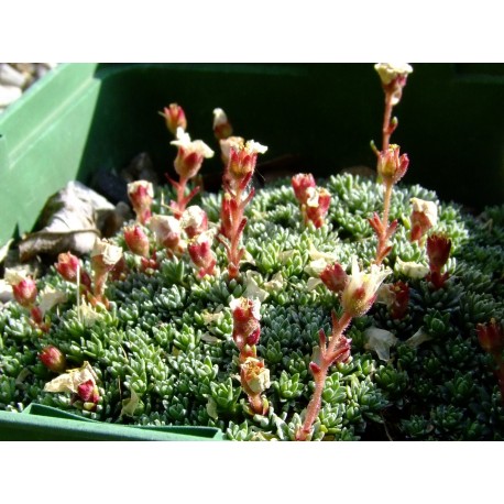 Saxifraga 'Peach Blossom'- Saxifrage