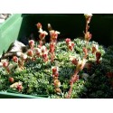 Saxifraga 'Peach Blossom'- Saxifrage