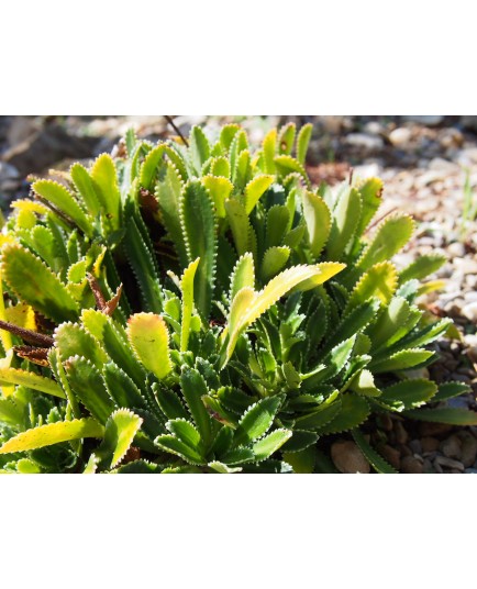 Saxifraga andrewsii x