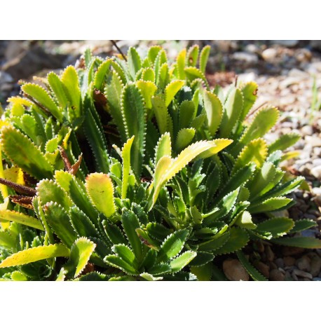 Saxifraga andrewsii x