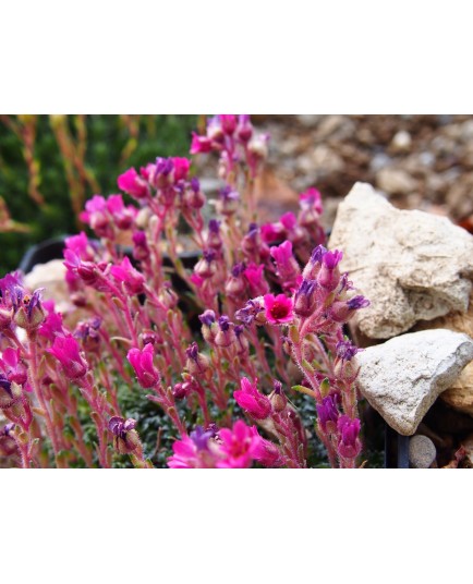 Saxifraga anglica x 'Grace Farewell' - saxifrages