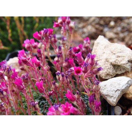 Saxifraga anglica x 'Grace Farewell' - saxifrages