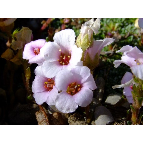 Saxifraga arcovalleyi x 'Sara Sinclair'- Saxifrage