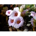 Saxifraga arcovalleyi x 'Sara Sinclair'- Saxifrage