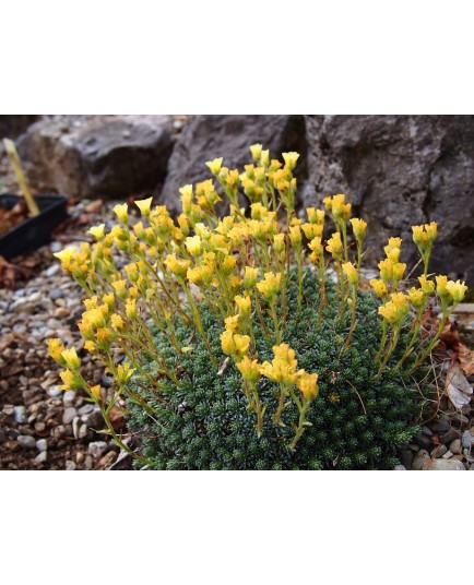 Saxifraga borisii x 'Karsteijn' - Saxifrage