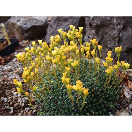 Saxifraga borisii x 'Karsteijn' - Saxifrage