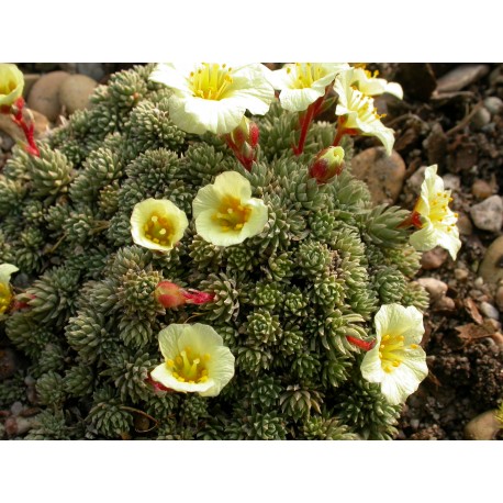 Saxifraga boydii x 'Sulfurea' -saxifrages