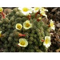 Saxifraga boydii x 'Sulfurea' -saxifrages