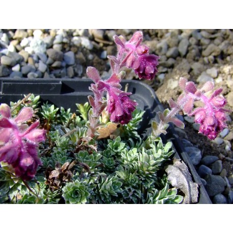 Saxifraga clarkei x 'Sidonia'