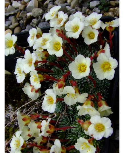 Saxifraga elisabethae x 'Millstream Cream'