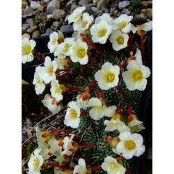 Saxifraga elisabethae x 'Millstream Cream'