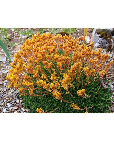 Saxifraga eudoxiana x 'Gold Dust'' - saxifrages