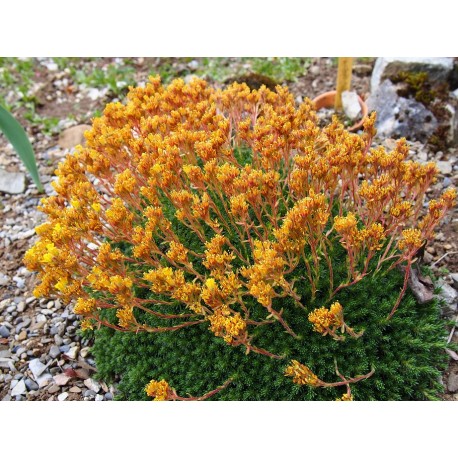 Saxifraga eudoxiana x 'Gold Dust'' - saxifrages