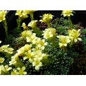 Saxifraga kotschyi - saxifrage