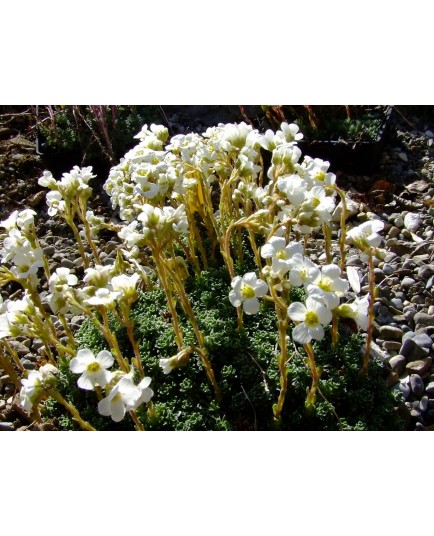 Saxifraga leyboldii x 'August Hayek'