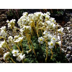 Saxifraga leyboldii x 'August Hayek'