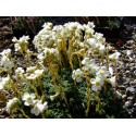 Saxifraga leyboldii x 'August Hayek'