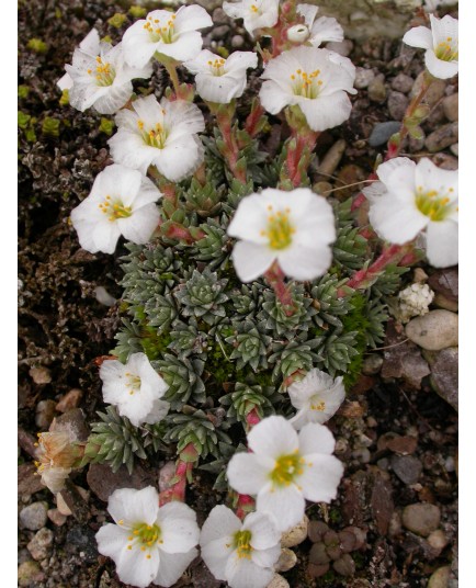 Saxifraga megaseiflora x 'Vladana' - saxifrages