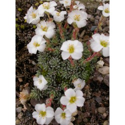 Saxifraga megaseiflora x 'Vladana' - saxifrages