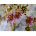 Saxifraga paniculata 'Rosea Splendens'