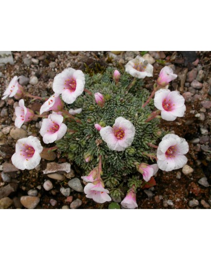 Saxifraga anglica x 'Florenc' - saxifrages