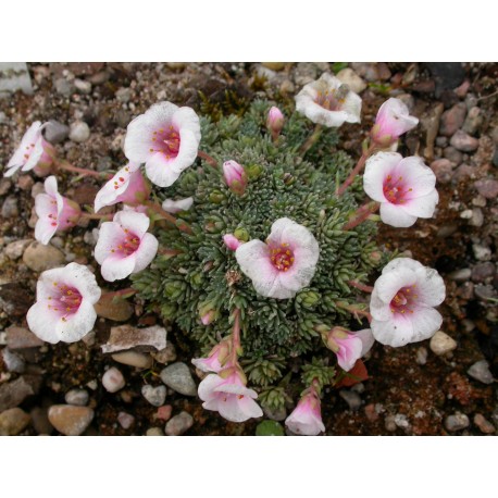 Saxifraga anglica x 'Florenc' - saxifrages