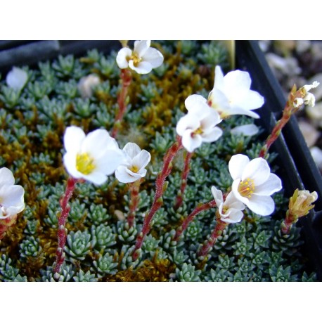 Saxifraga salmonica x 'Salomonii' - Saxifrage