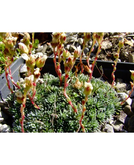 Saxifraga paulinae x 'Kolbiana'