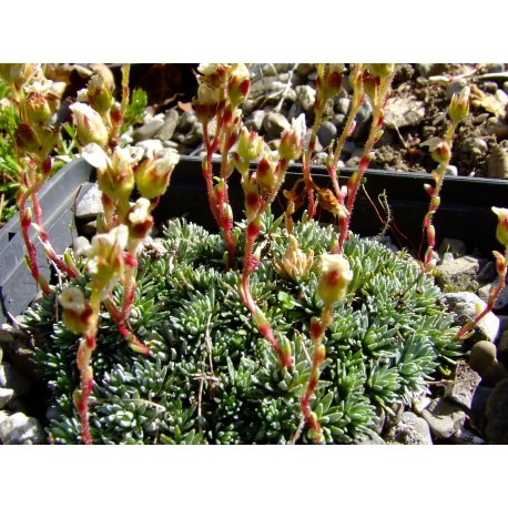 Saxifraga paulinae x 'Kolbiana'