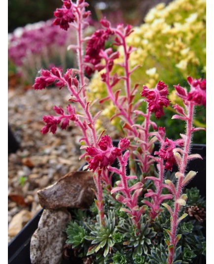 Saxifraga schottii x 'Tabor'