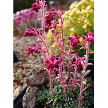 Saxifraga schottii x 'Tabor'