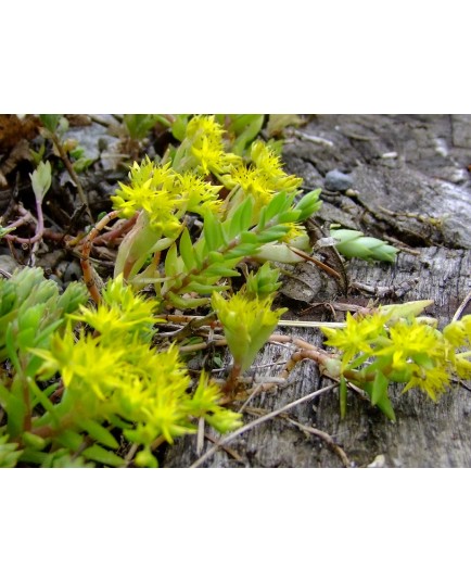 Sedum sarmentosum