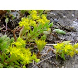 Sedum sarmentosum