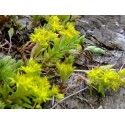 Sedum sarmentosum