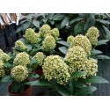 Skimmia japonica 'Fragrant Cloud'