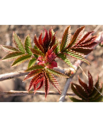 Sorbaria arborea 'Glauca' - Sorbaire